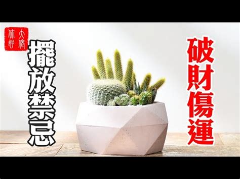 肉肉植物風水